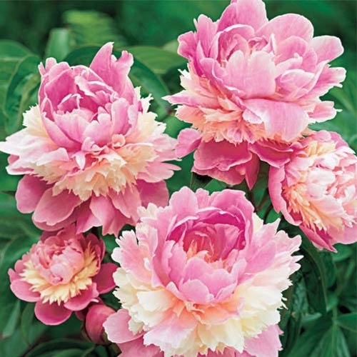 Sorbet peonies in full bloom